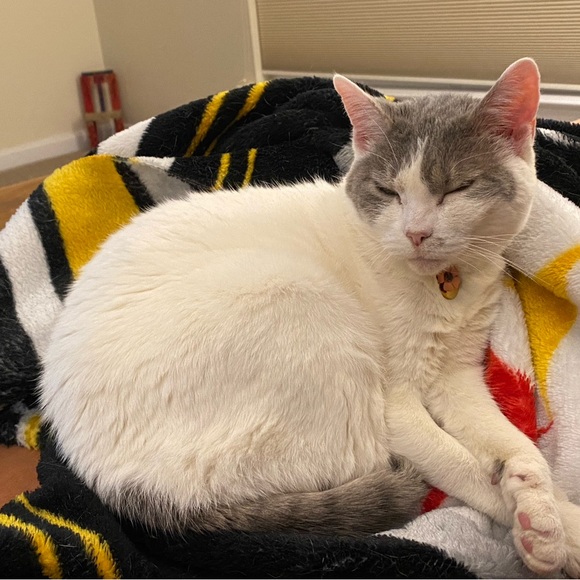 Meet your Posher, Robin - Picture 3 of 4